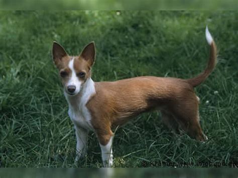 Portugiesischer Podengo aus dem Tierheim finden 